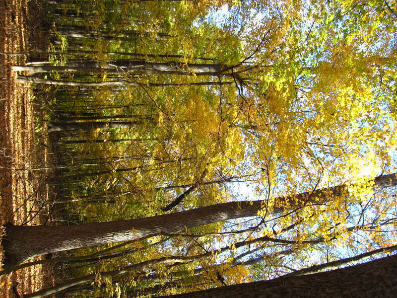 "Old Growth forest" at Wesselman Woods Nature Preserve at Evansville, IN