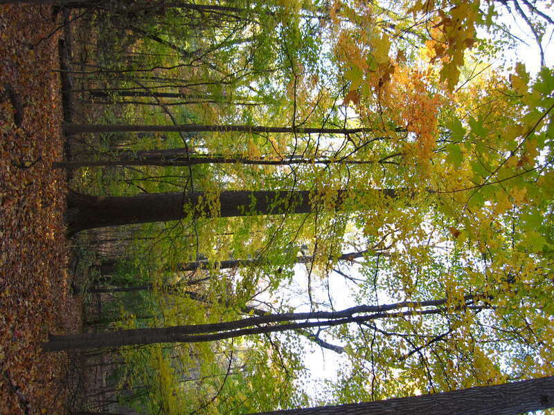 "Old Growth forest" at Wesselman Woods Nature Preserve at Evansville, IN