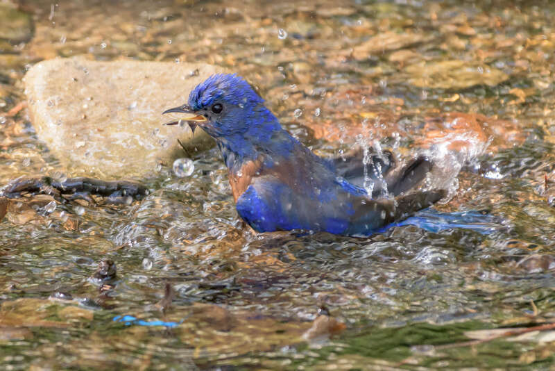 Garin Regional Park, Hayward, California

Explored 6/6/18, Positions 152 - 215