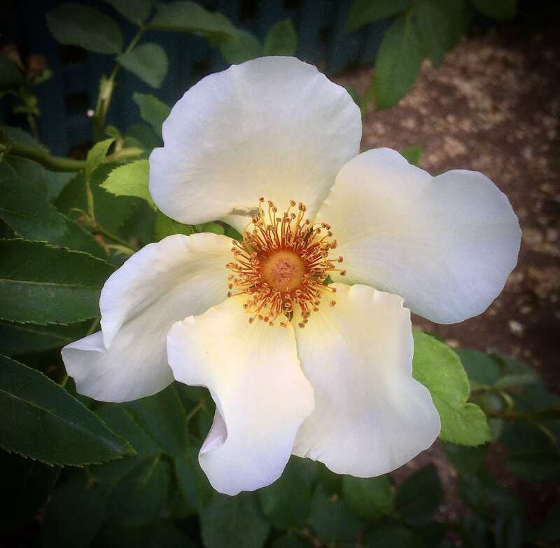No label, so I'm guessing at the ID: <a href="https://en.wikipedia.org/wiki/Rosa_canina" rel="noreferrer nofollow">en.wikipedia.org/wiki/Rosa_canina</a>  As a wild rose, it is native to Europe, northwest Africa, and western Asia.
I've