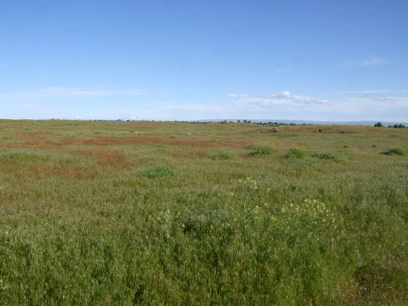 Wild North Side