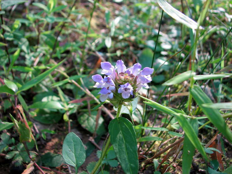Wildflower Cole Mill access of Eno River NC SP 0639

Eno River State Park, North Carolina, US.