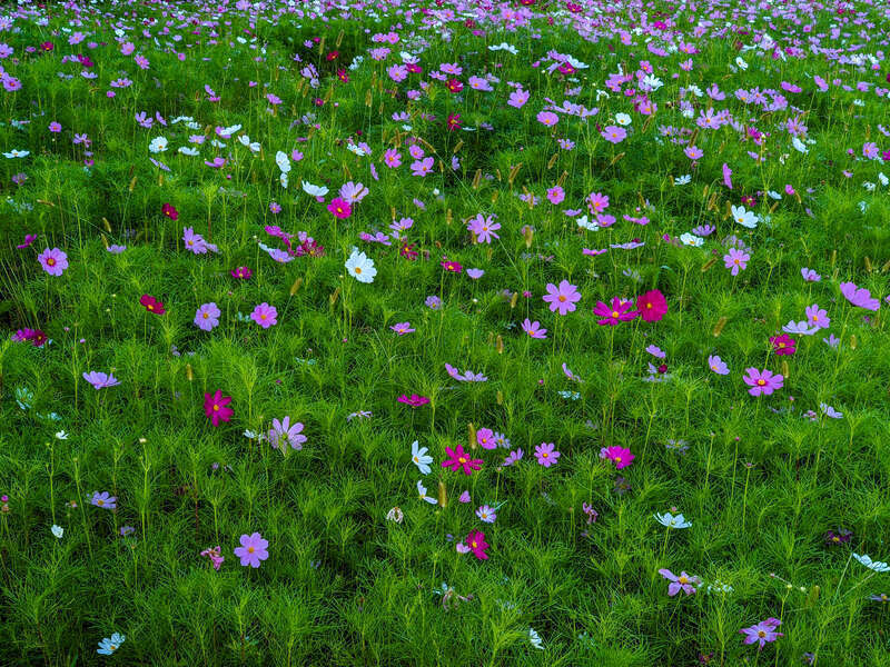 Wildflowers - New Orleans May 2021