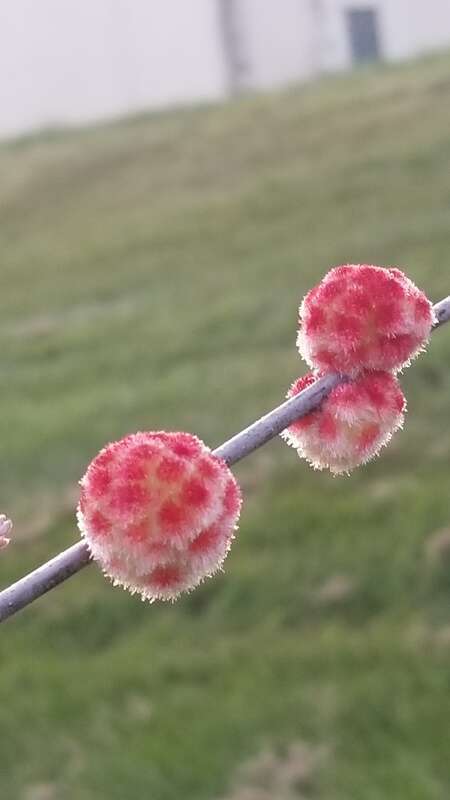 Photo of Wool Sower Gall Wasp uploaded from iNaturalist.