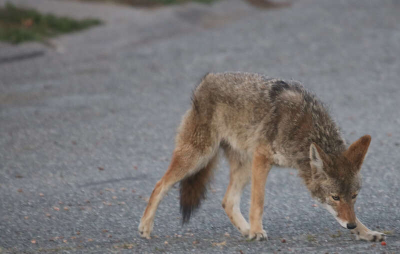 My young coyote is getting more comfortable with me. I've figured out its pattern. Solidary coyotes have ranges of up to 10 square miles, so I think I'm just lucky, and it's still young and predictable. He was eating those nut-like seeds from a palm