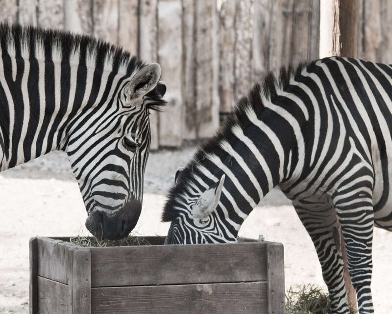 
500px provided description: Zebras [#animals ,#zoo ,#stripes ,#zebra]