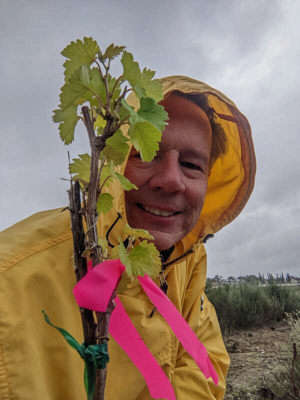 Historic old-vine Zinfandel restoration (own-root) at Central Park Rancho Cucamonga California with Fourth-generation vintner Gino L. Filippi