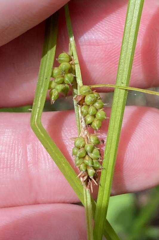 Carex caroliniana (Carolina Sedge) - New Jersey Turnpike W, Jersey City, Hudson County, NJ, US