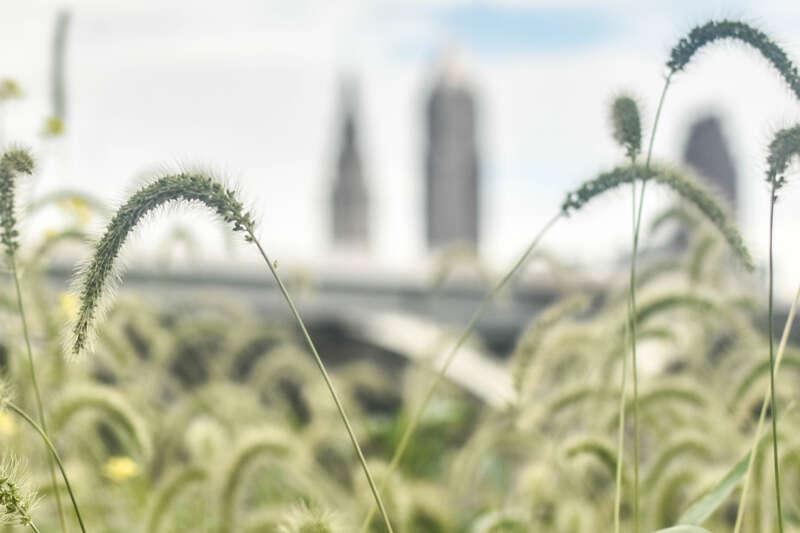 Cleveland Skyline
