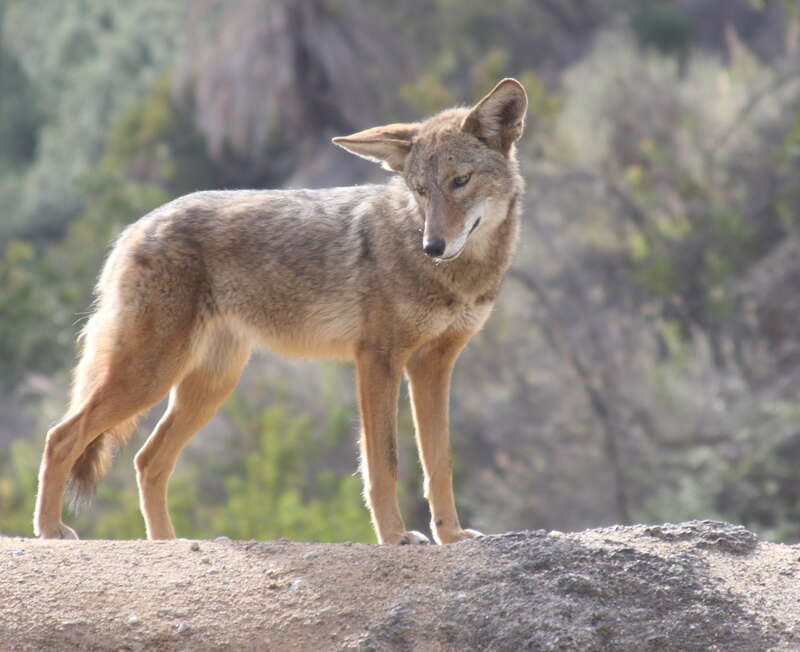 Coyote in Griffith Park