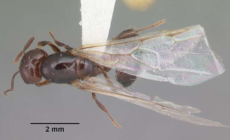 Dorsal view of ant Crematogaster cerasi specimen casent0103775.