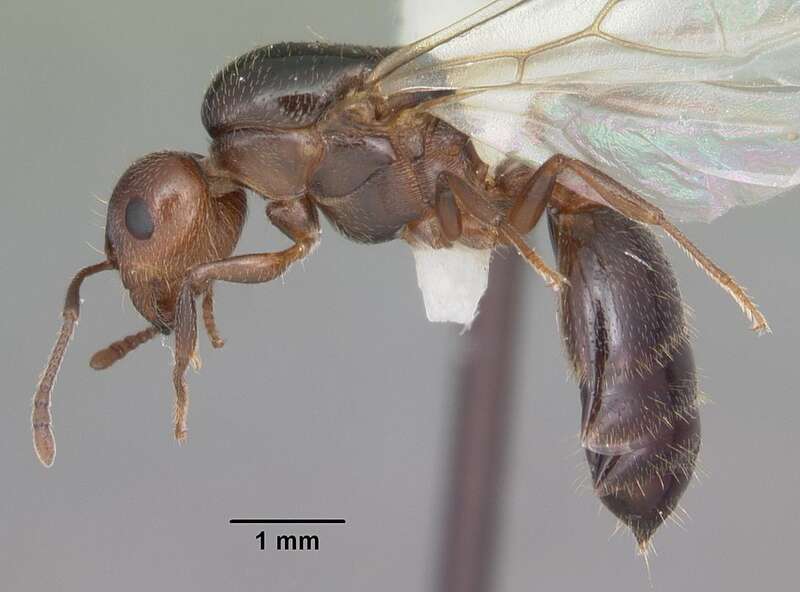 Profile view of ant Crematogaster cerasi specimen casent0103775.