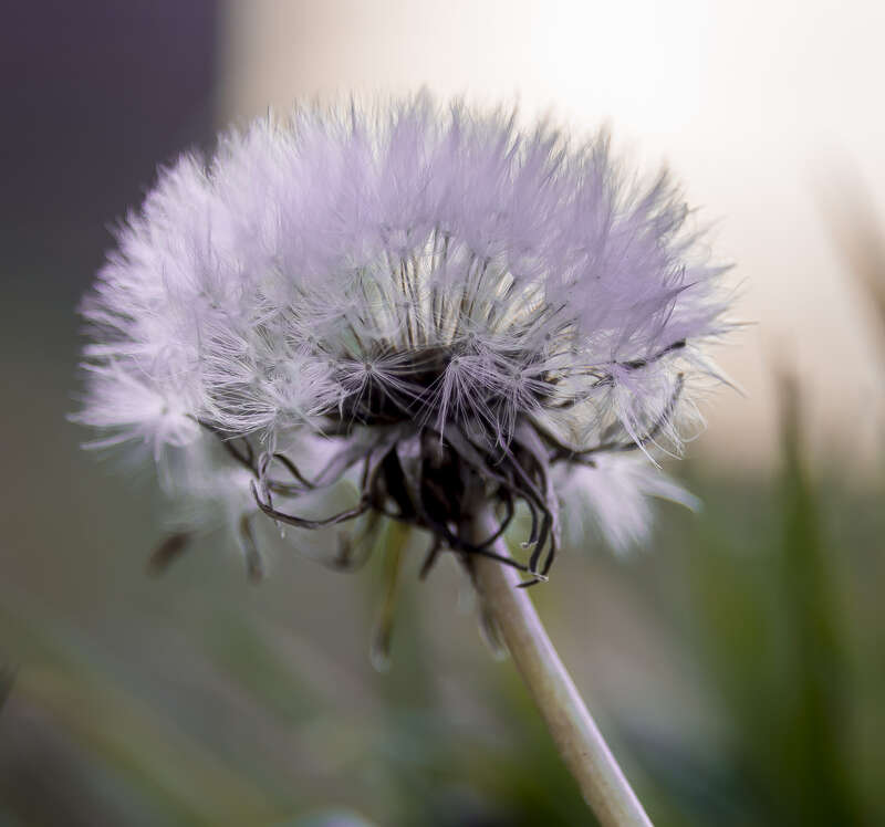 
500px provided description: I'm working on my closeup photos, I found this flower in my backyard. [#flowers ,#close up ,#nc ,#Macro ,#Flower]