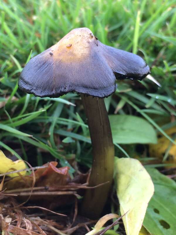 Western Witch's Hat (Hygrocybe singeri)