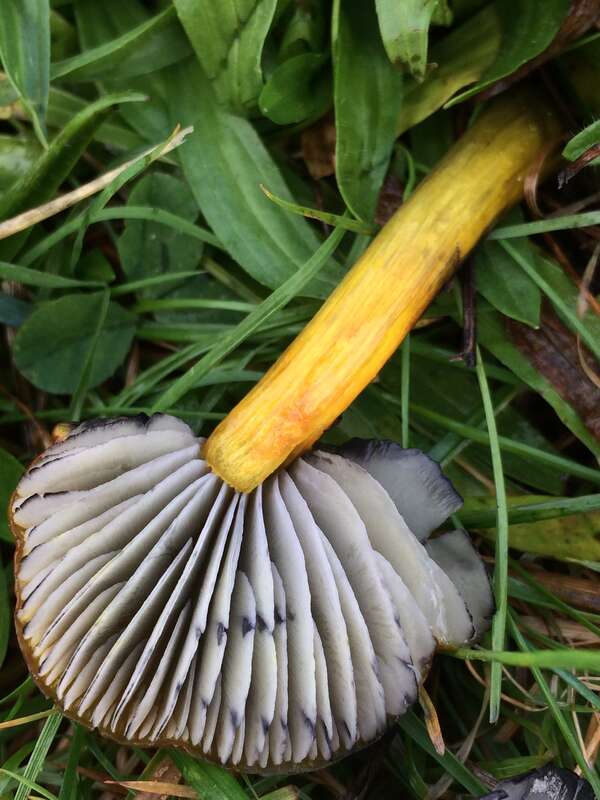 Western Witch's Hat (Hygrocybe singeri)