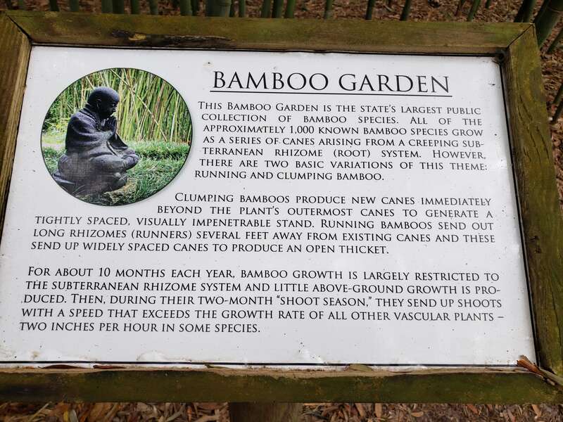 Kanapaha Bamboo Garden has the widest collection of Bamboo in Florida.