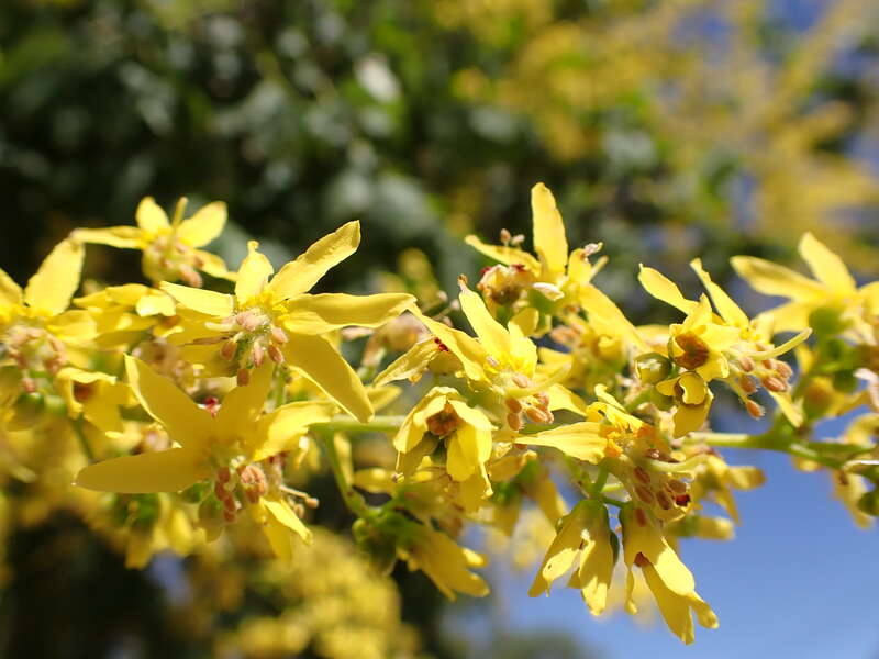 Golden raintree in a neighborhood near Tiguex Park, This tree is a common ornamental throughout the the area of Albuquerque, Bernalillo County, New Mexico.