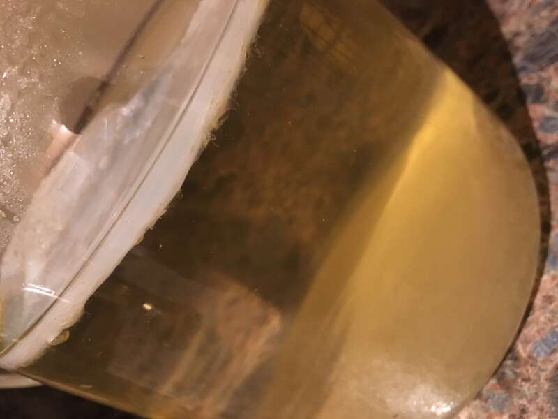 Kombucha SCOBY formed after 7 days of fermentation with green tea, sugar, and kombucha starter seed.