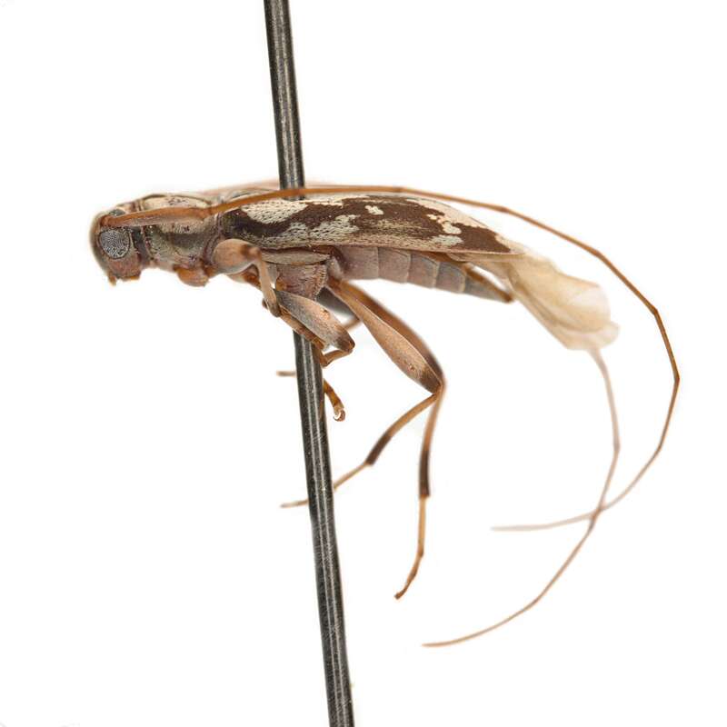 Lepturges angulatus in the United States