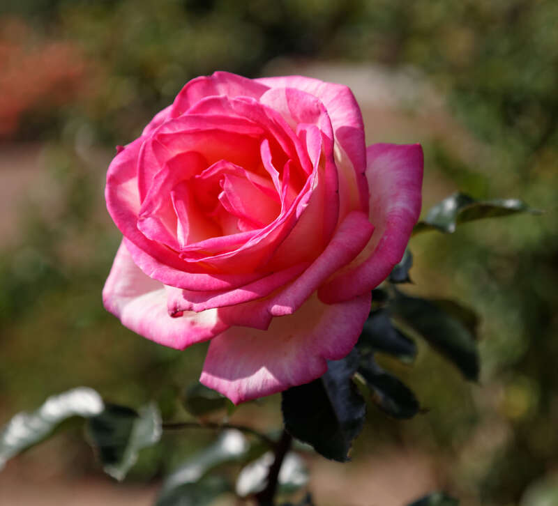 hybrid tea rose, introduced 1981 ('ambassador' x 'peace')