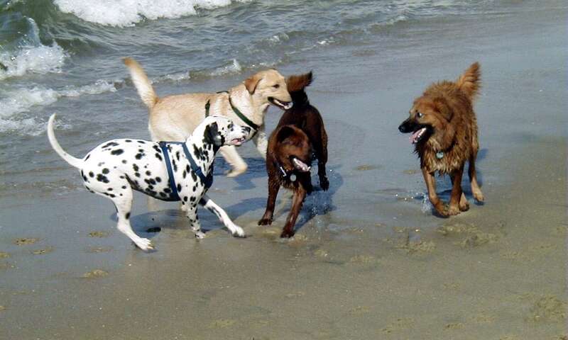 I always made an effort to socialize Cisco with both people and dogs.  He enjoyed being with other dogs from the beginning.  The Dogbeach is a great place because almost all the dogs people bring there are pretty good natured, and there's a lot of