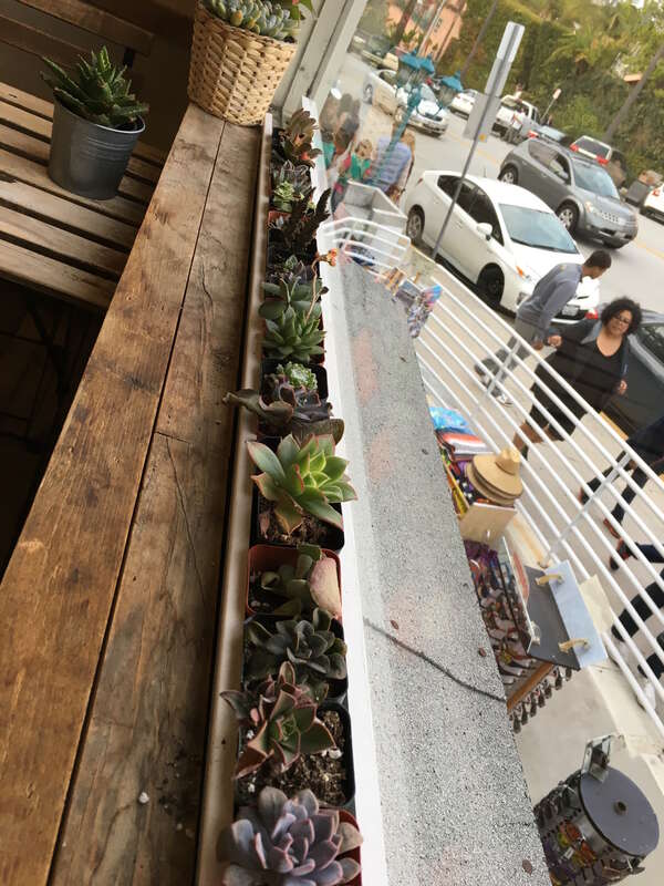 Succulents