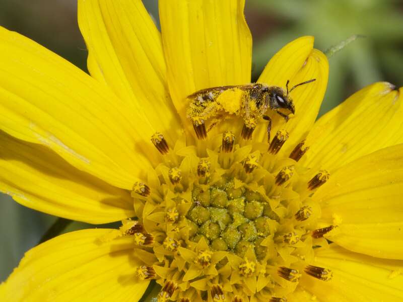 An unknown species of sweat bee takes a pollen bath. The abundance of pollen on its hind leg indicate that this is a female. The flower may be a Grindelia species.