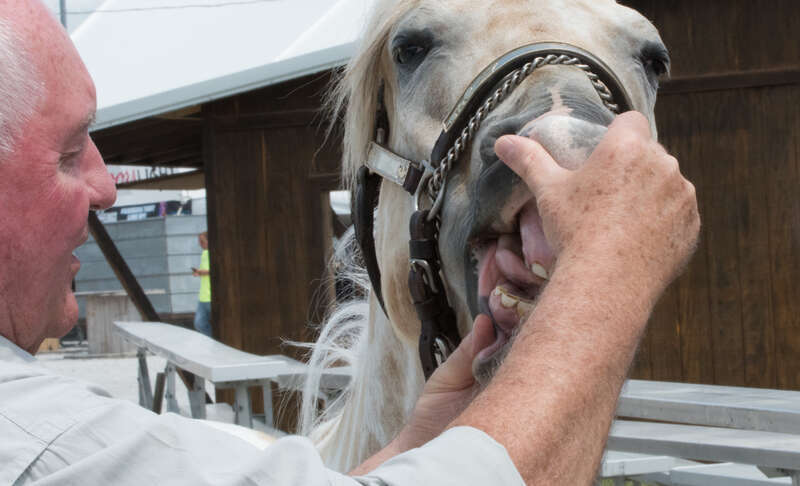 U.S. Department of Agriculture (USDA) Secretary Sonny Perdue, a trained veterinerian, checks the age and condition of "Prince's" teeth, during his visit to the Mississippi Valley Fair, and meeting with fairgoers, livestock show presenters, 4-H teams