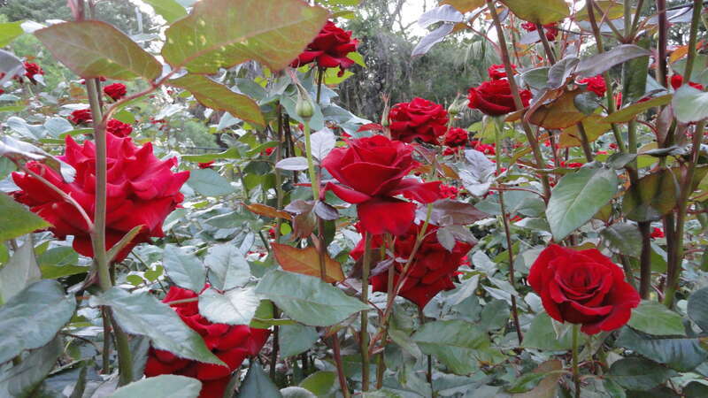 A Rose is What?
