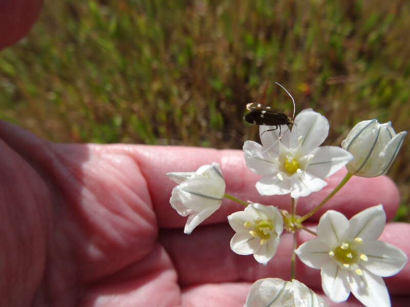 Adela flammeusella