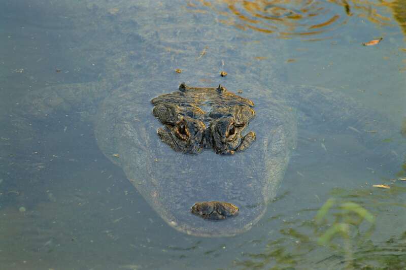 One of the alligators at an amusement park in Vallejo, California.
