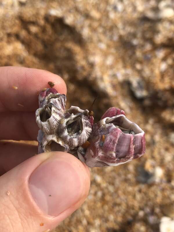 Reticulated Barnacle (Amphibalanus reticulatus)