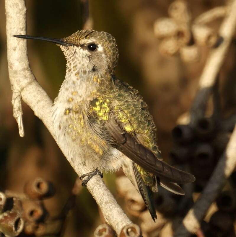 Baylands Nature Preserve, Palo Alto CA