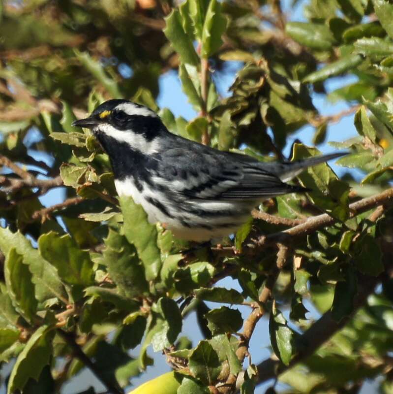 Glen Helen Regional Park,

San Bernardino, CA