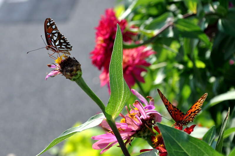Butterflys on flower