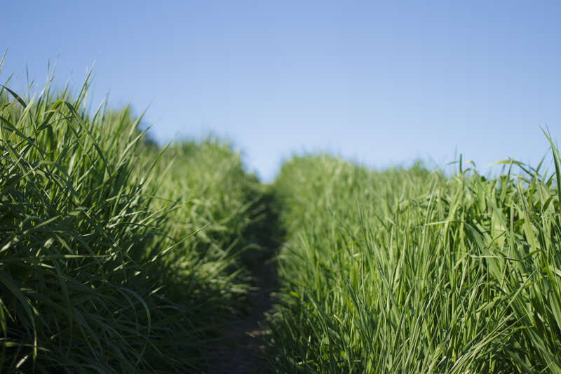 Byxbee Park, Palo Alto, United States