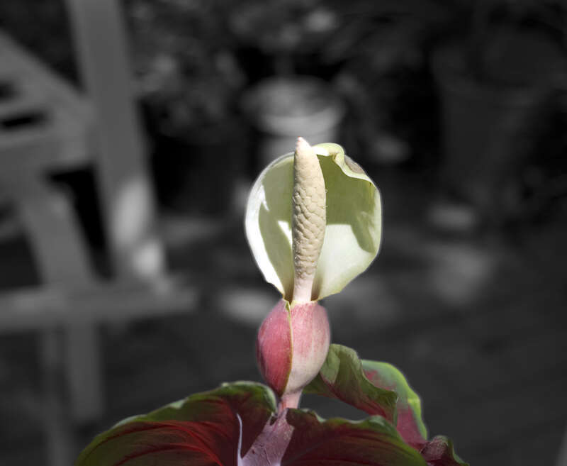 A Caladium blooms in our yard.