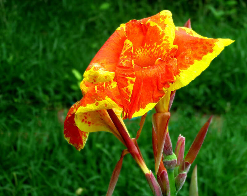 Canna Lily (not-a-real-lily) -- Canna 'Yellow King Humbert'

Canna L., Sp. Pl. 1: 1. 1753; Gen Pl., ed. 5: 1. 1754.

   Lectotype species: Canna indica L., Sp. Pl.: 1. 1753. (designated by N.L. Britton, Fl. Bermuda 86. 28 Feb. 1918, supported by