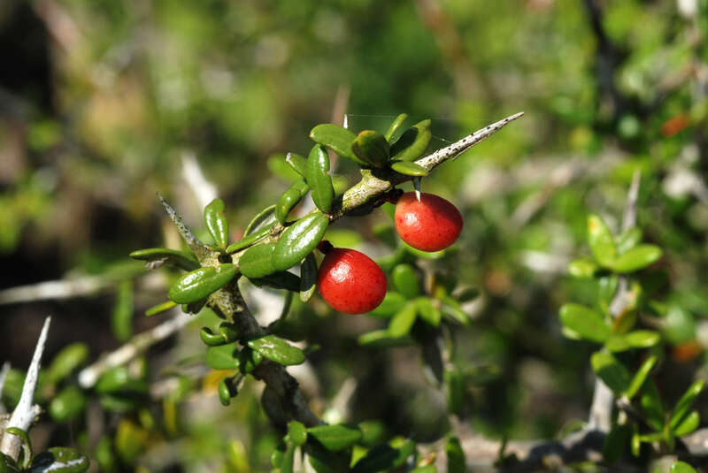 Castela erecta