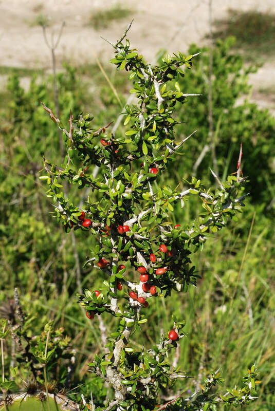 Castela erecta
