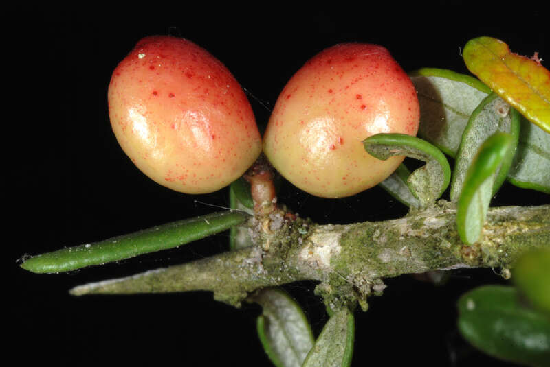 Castela erecta