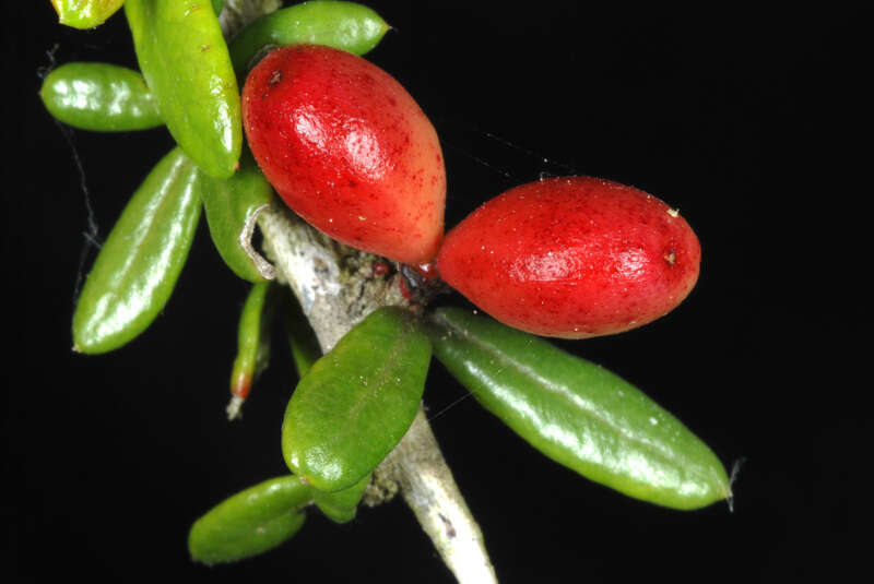 Castela erecta