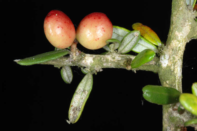 Castela erecta