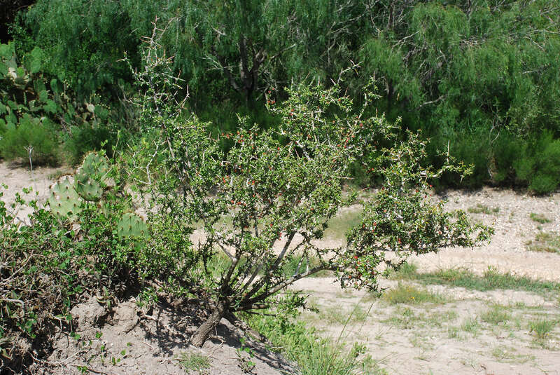 Castela erecta