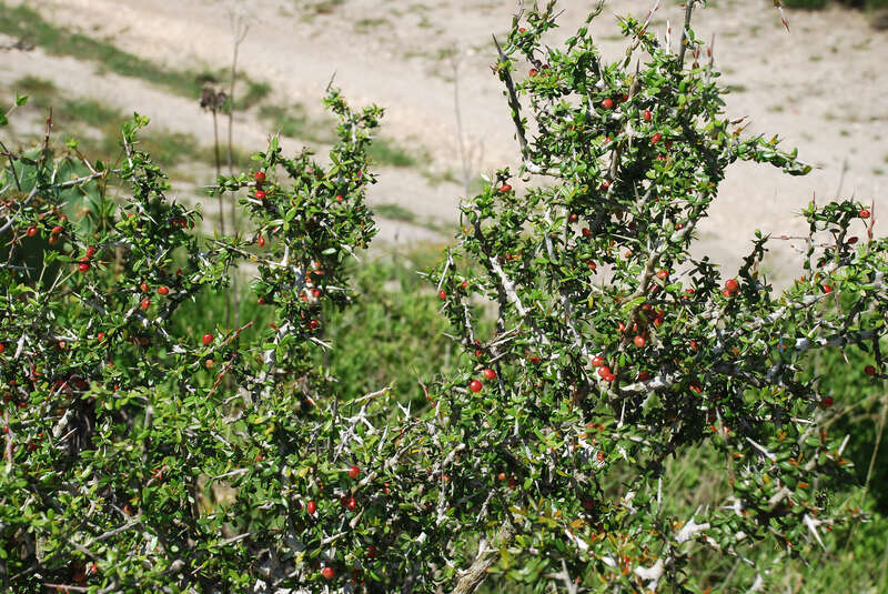 Castela erecta