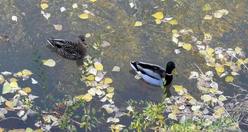 DUCK SOUP