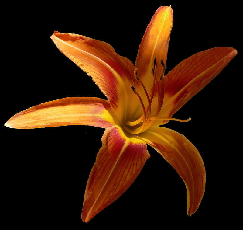 Daylily -- Hemerocallis