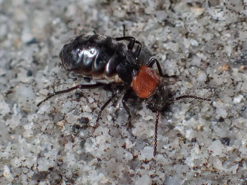 Endeodes collaris