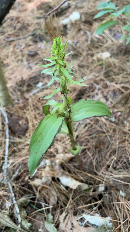 Broad-leafed Helleborine (Epipactis helleborine)