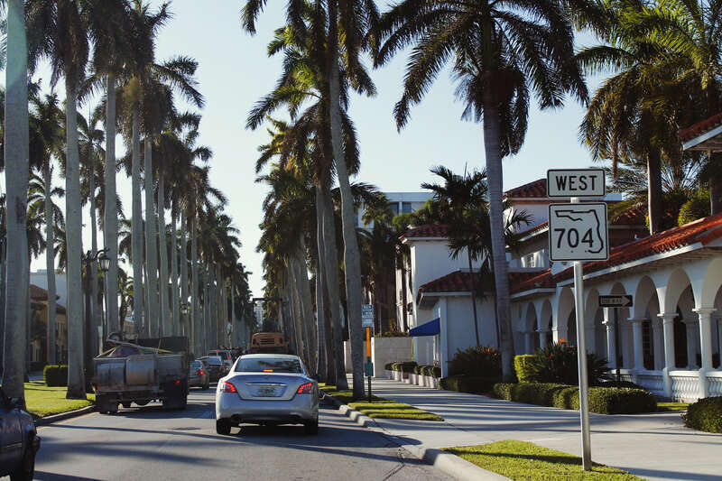 Palms in the median of Palm Beach, Florida.